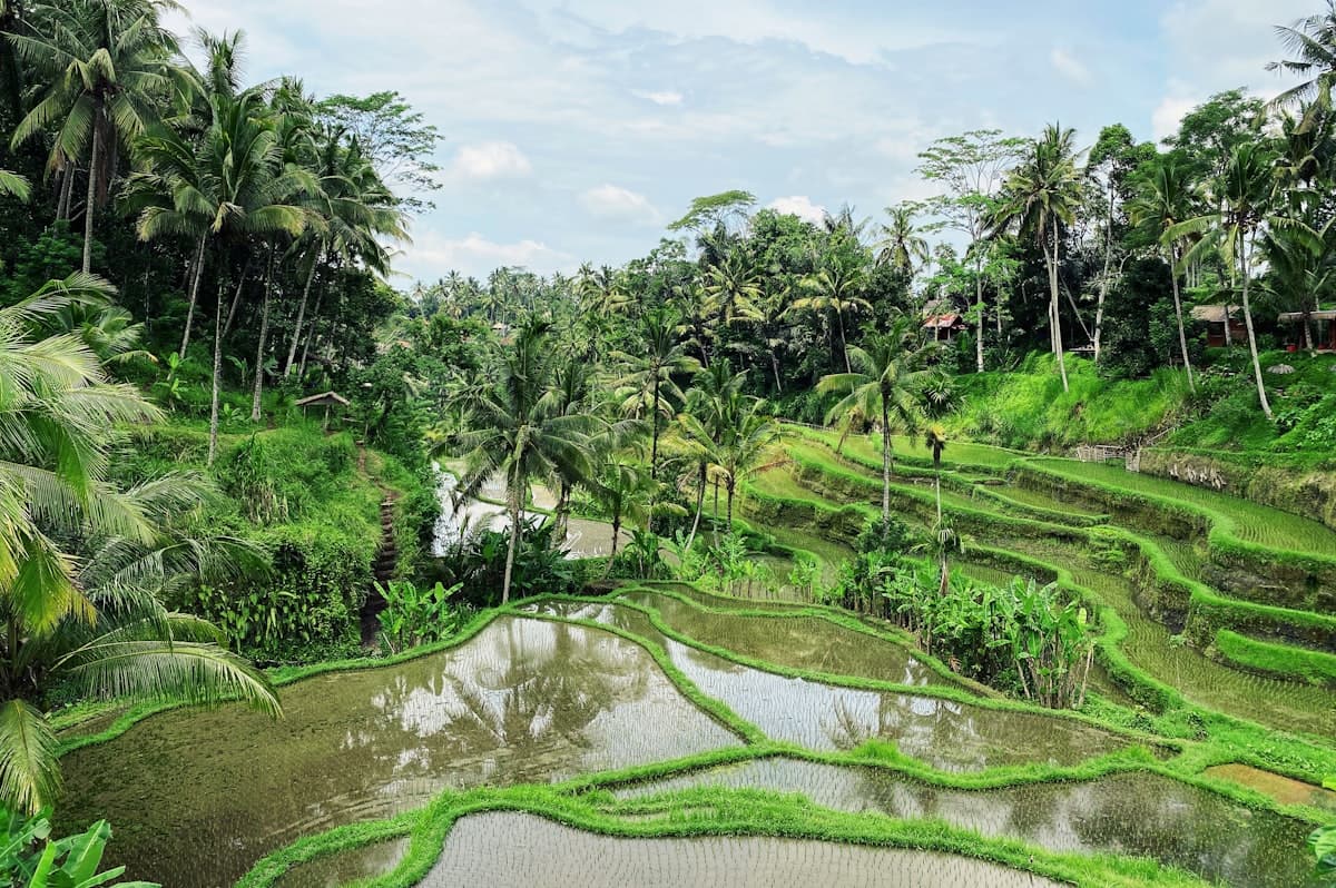 Digital Nomad Guide to Ubud: Work & Travel in 2026